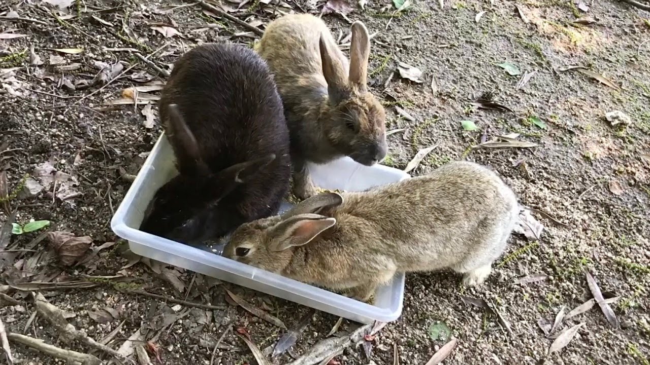 Black rabbit being bullied by other rabbits - YouTube