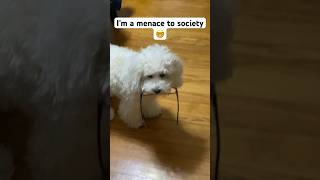 I’m a menace to society  #goldens #dog #puppy #shortsfeed #poodle #funny