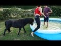 Shetland pony goes swimming in a pool team nalanta