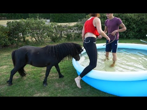 SHETLAND PONY GOES SWIMMING IN A POOL?! (Team Nalanta)