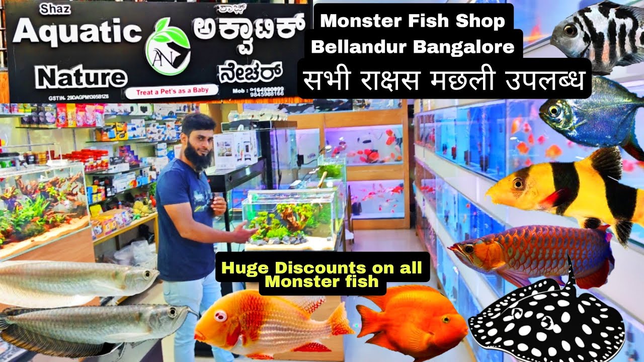 Shaz Aquatic Nature Fish Shop | Big Rare Unseen Monster Fish | All over ...