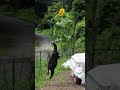 でっかいヒマワリとオスヤギのセブ【2022夏の思い出】 Goat Farm shorts 手作りヤギ牧場 2022年7月18日