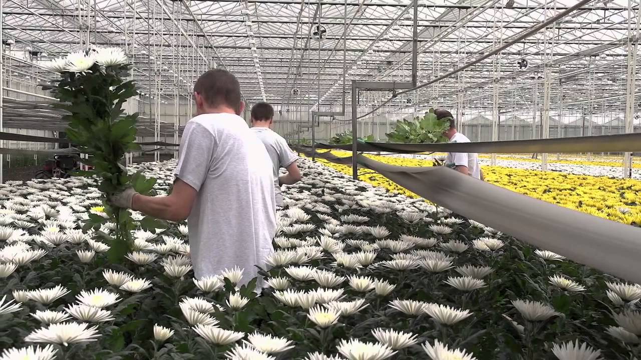 Видео выращивания цветов. Теплица с хризантемами. Хризантемы в теплице. Оранжерея хризантемы. Хризантемы в парнике.