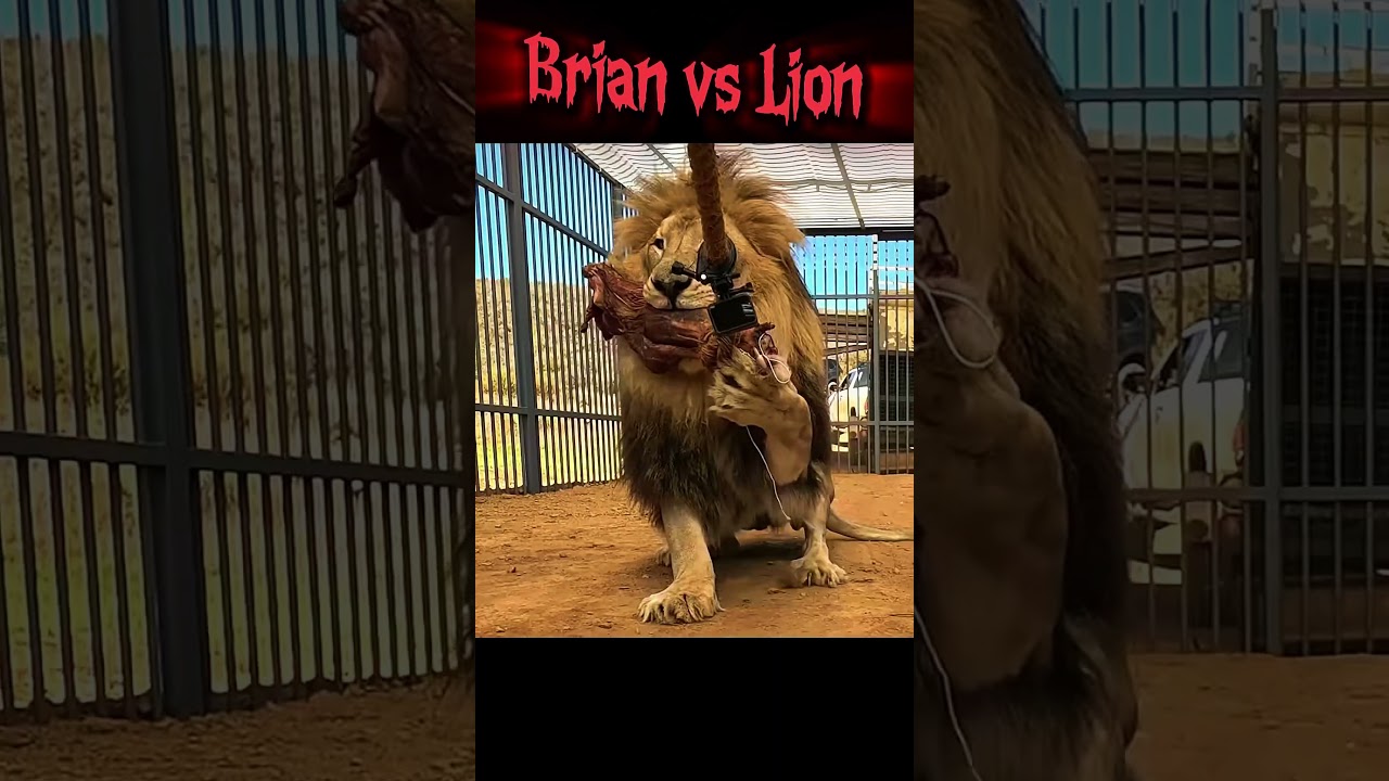 Brian Shaw Tug of War vs LION