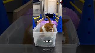 Kucing Kecil Ini Sedang Berjuang Melawan Obesitas 🐱 #shorts #kucing