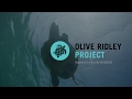Turtle Rescue by Olive Ridley Project Expedition Team, Maldives 2019