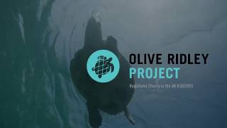 Turtle Rescue by Olive Ridley Project Expedition Team, Maldives 2019