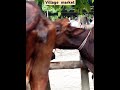 village market the best color cow #song #cow #love #cattleworld #animals #shortvideo #youtubeshorts