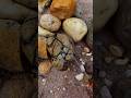 looking for natural stones at gold mining sites #gemstones #agate #diamond #jade #petrifiedwood #fyp