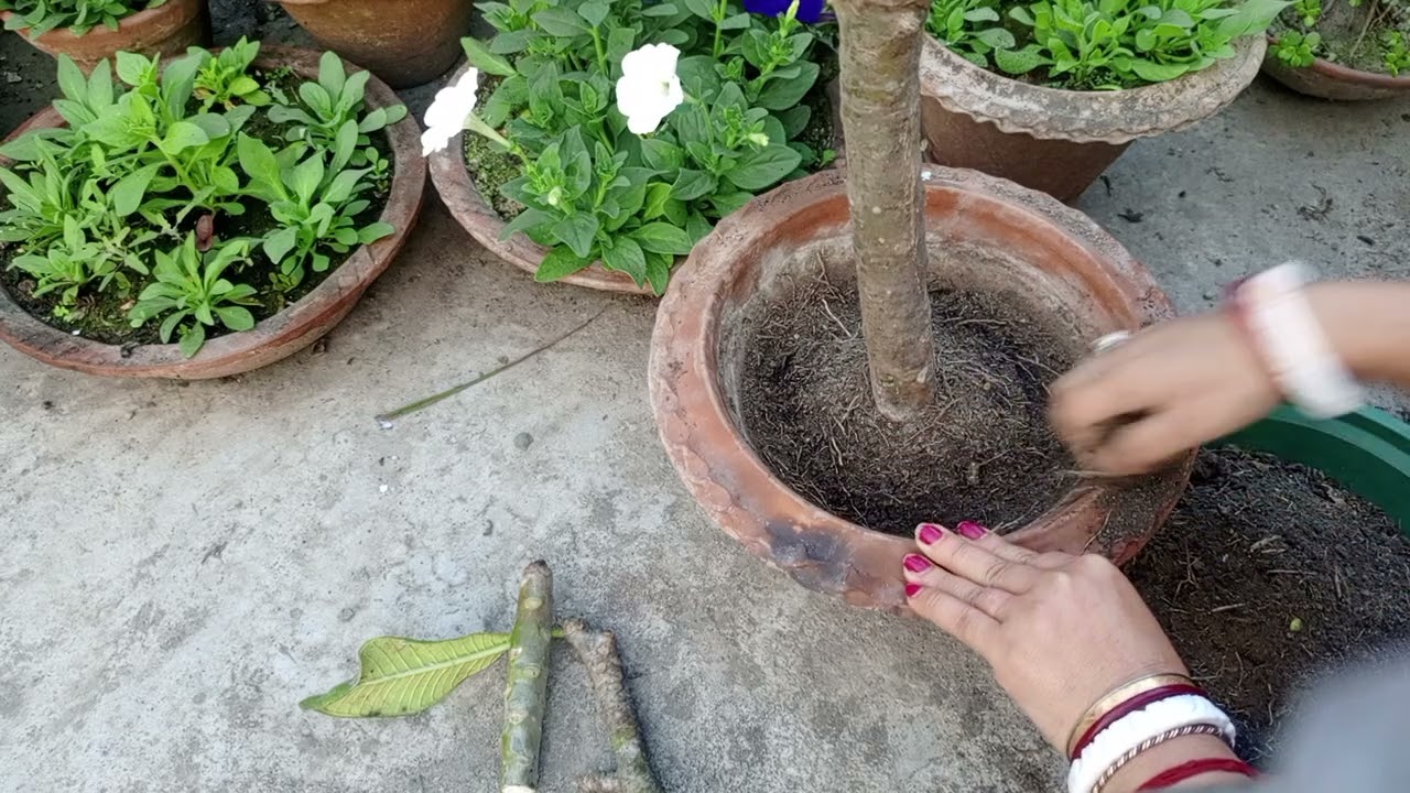 গ্রীষ্ম থেকে বর্ষা গান ভর্তি ফুল ফোটে কাঠ চাপ গাছের খাবার পরিচর্যা#gariding#plant#viralvideo