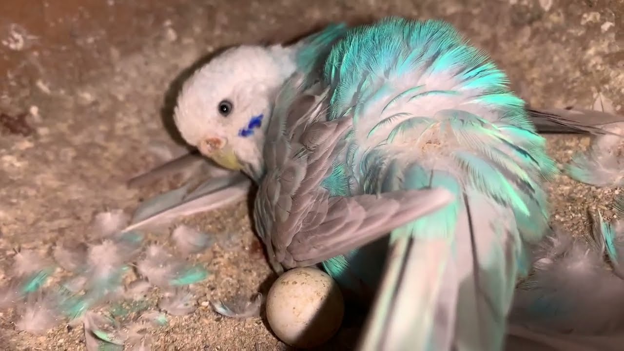 Budgies parrot breeding time // How to Breeding Budgies Parakeet