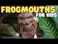 Frogmouth Birds: Behavior and Conservation