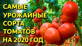 САМЫЕ УРОЖАЙНЫЕ СОРТА ТОМАТОВ! ЛУЧШИЕ СОРТА ТОМАТОВ 2020 года!