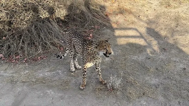 Cheetah feeding time
