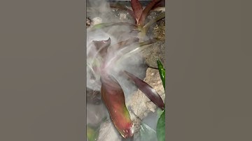 My Repti Zoo Fogger Misting My Crested Geckos Terrarium