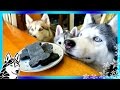 DIY DENTAL DOG TREATS | DIY Dog Treats | Snow Dogs Snacks 64 | Dental Chews