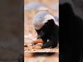 Never Mess With Honey Badgers 🔥 #science