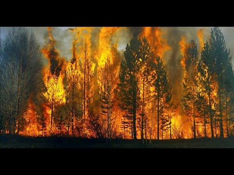 Orman yangınlarını durdurmak mümkün mü? Konuk: Prof. Dr. Tuncay Neyişçi
