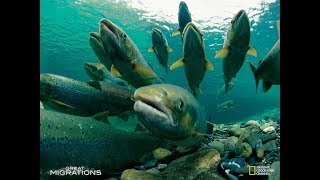 National Geographic Great Migrations Game Pacific Salmon Migration Part 1 Estuary