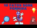 10 FATOS SOBRE FORMIGA  ENIGMAS DO MUNDO