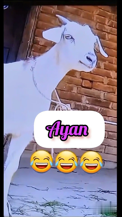 Goat calling 'Ayan'name funny video status 🤪🤳|#viral🥳 #status #funny🤭 #ayan #goat🐐 #shorts 🤗