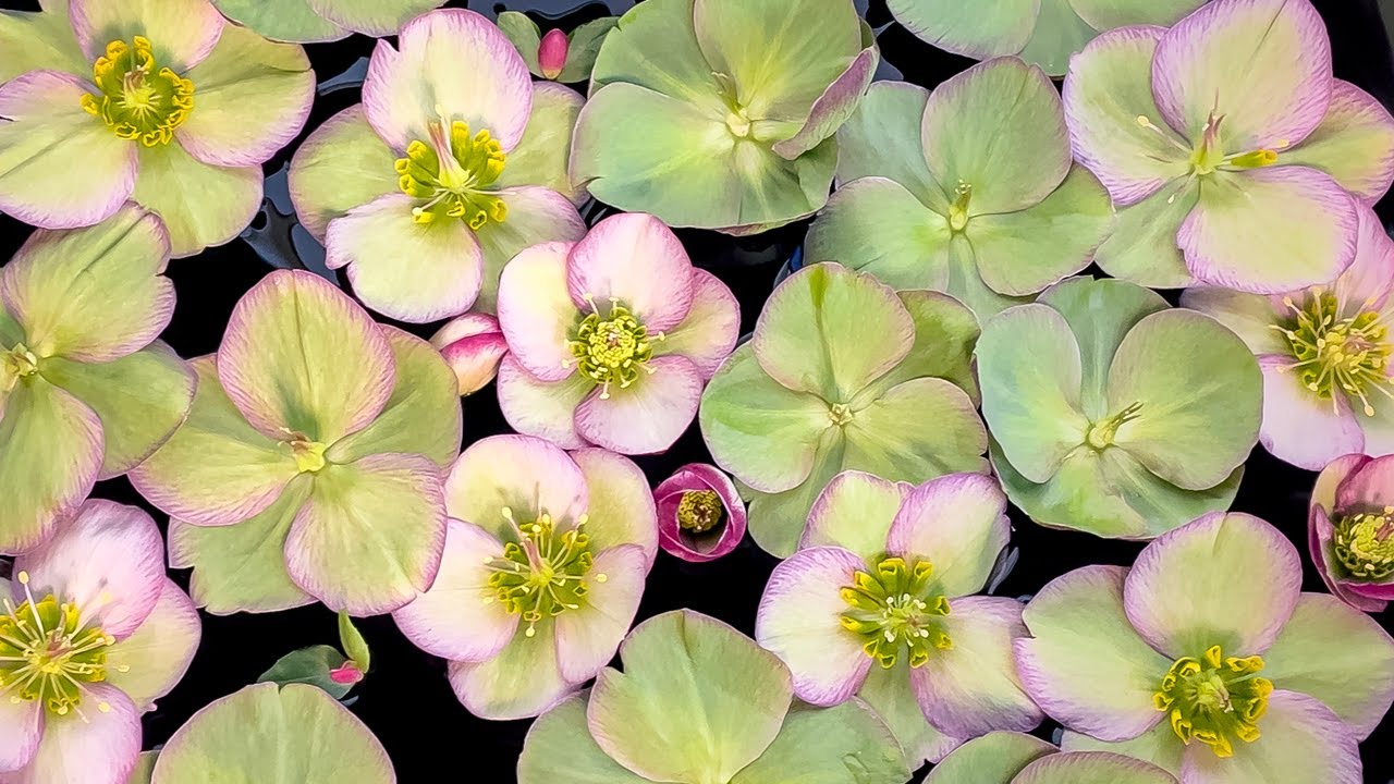 Hellebore Care YouTube