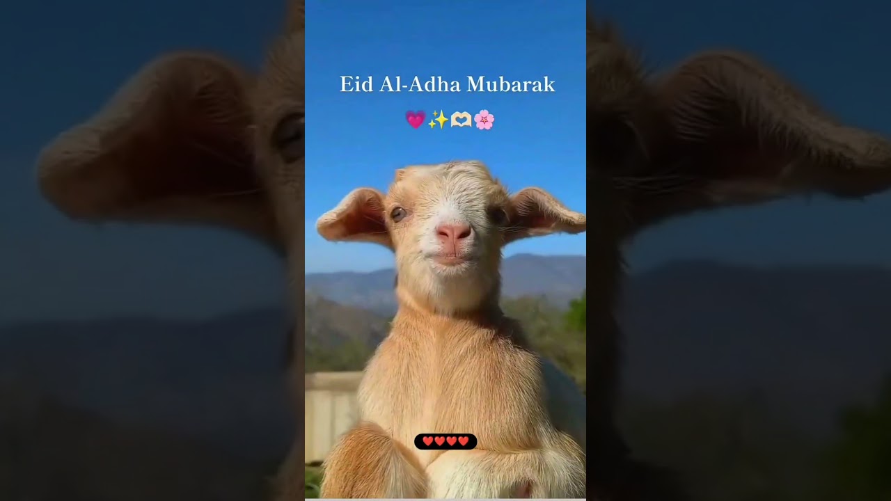 Eid -ul- Adha Mubarak 🌙🦙🫂