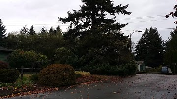 Tree branches arcing on power lines
