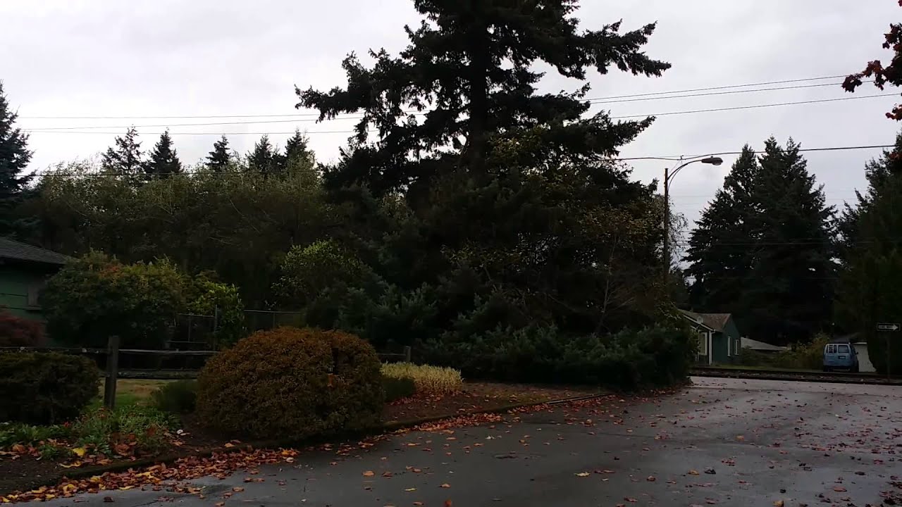 Tree branches arcing on power lines - YouTube