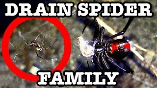 Redback Drain Spider After Severe Storms & Bindi The Spider EDUCATIONAL VIDEO