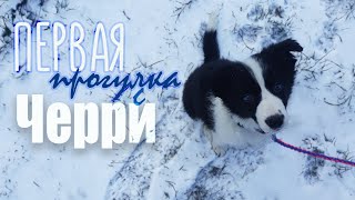 ПЕРВАЯ ПРОГУЛКА С ЩЕНКОМ | БОРДЕР КОЛЛИ ЧЕРРИ