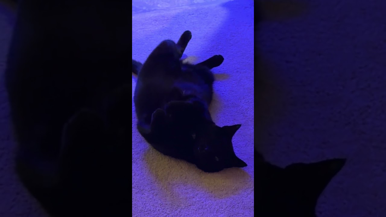 🐈‍⬛ ||#cat #fyp