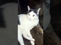 Довольный кот #кот #Шорты #Масик