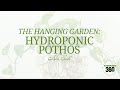 The Hanging Garden Hydroponic Pothos No Soil - hydroponics360.com