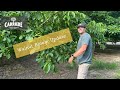 May walnut bloom update