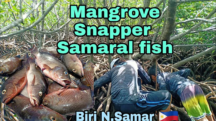 EPS 11:Catching Mangrove Snapper &' Samaral fish,Using DIY Speargun. #tropangmadiskar...  #buhayisla