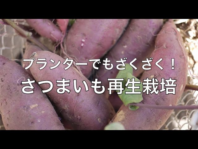 再生栽培 ２ ９ プランターでもざくざく サツマイモ再生栽培 前編 Youtube