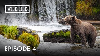 Wild Neighbors: Living with Alaska’s Urban Wildlife | Arctic City | Episode 4