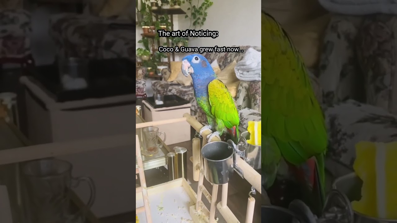 🌈🐦BINGE -THE ART OF NOTICING COCO & GUAVA 1 