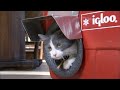Coolers Turned Into Cat Shelters | All Good
