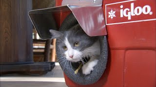 Coolers Turned Into Cat Shelters | All Good