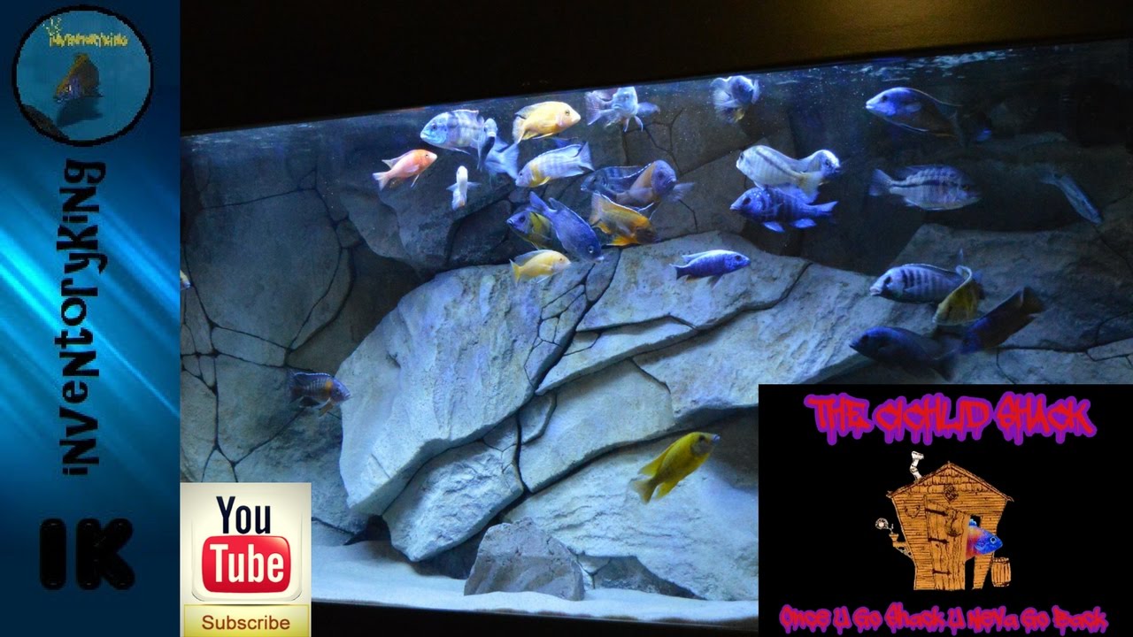 The Cichlid Shack | African | Cichlids | For Sale | Peacocks | Haps | And | Discount Code | From