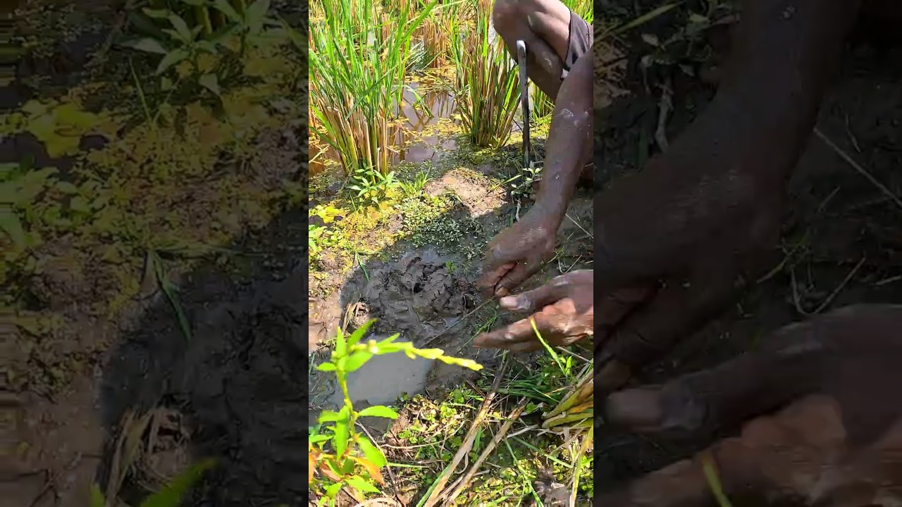 Deep Hole Eel Fishing Technique From Deep 