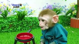Monkey Cute 1
