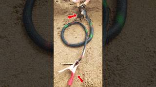 Snake Power 🐍 Skills #shorts #reelfoolsteam #snake