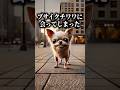 ブサイクチワワに会ってしまった。#究極の2択 #ミニゲーム #暇つぶし