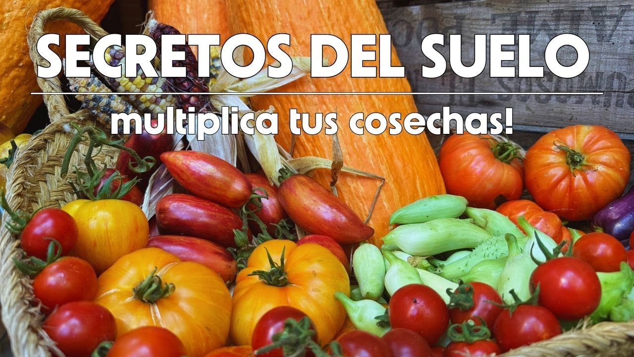 Excelentes COSECHAS sin ABONAR (aprende cómo)