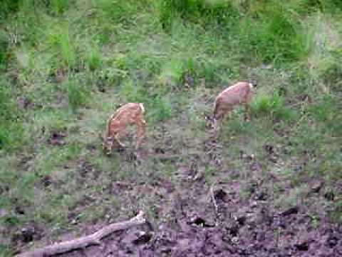 An 'Amazing' Find: Conjoined Deer Fawns