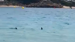Brits ordered out of sea after shark &quot;circled&quot; families in Menorca | SWNS