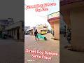 Street Dog Release Same Place #dog #streetdogrescue #release #ytviral #shorts #animals #pets #yt